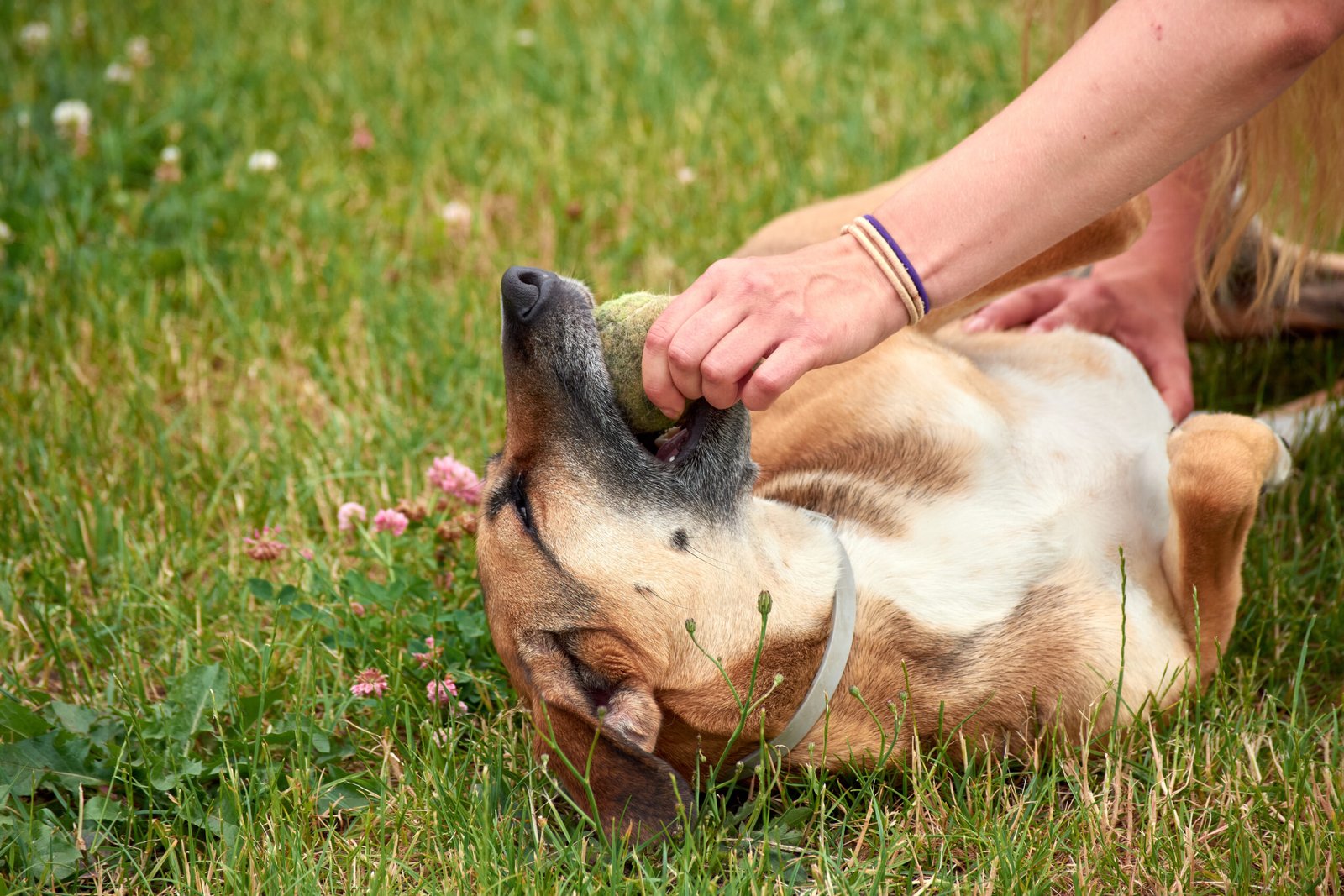 How Can a Lawyer Help with Dog Bite Injury Lawsuit in Charlotte