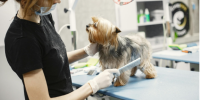 Is Your Dog Afraid of the Groomer? Here’s How to Train Them Out of It