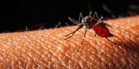 Malaria vs. Dengue: How to Tell the Difference in Symptoms and Treatment